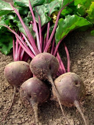 Burak ćwikłowy Czerwona Kula - NANO-GRO - 30% większe zbiory