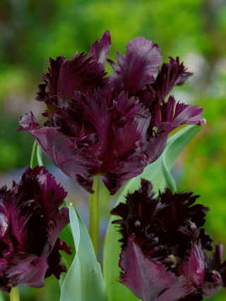 Tulipan Black Parrot - GIGA paczka! - 250 szt.