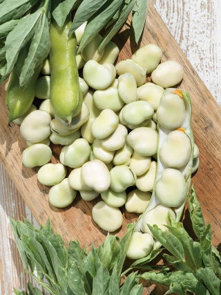 Bób Bolero - wczesny, wyjątkowo duże nasiona - 500 gram