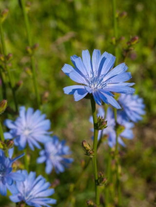 Cykoria podróżnik - idealna na łąkę kwietną - 100 gram