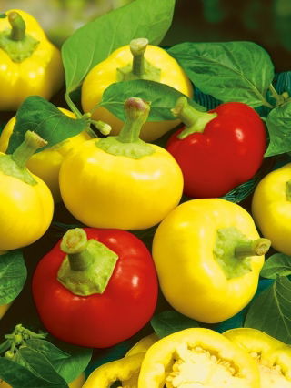 Papryka ostra Alma Picante - typ Koral