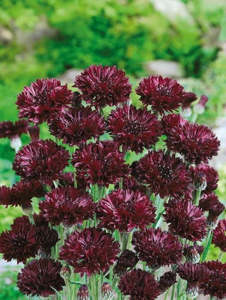 Chaber bławatek - czarny