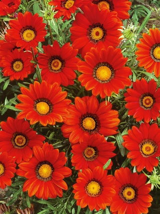Gazania Red with Ring