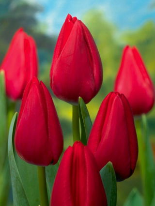 Tulipan Red Rover - 5 cebulek