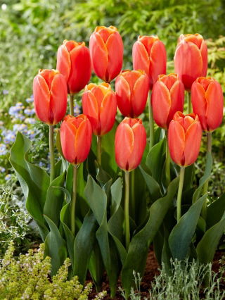 Tulipan Triple A - 5 cebulek