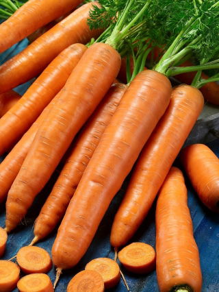 Marchew Karotina - wczesna, słodka, o zwiększonej zawartości karotenu - 50 gram