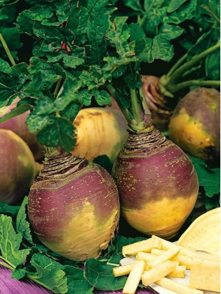 Brukiew Champion - Bardzo smaczna i Odporna - duże opakowanie - 100 gram