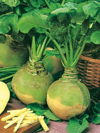 Brukiew Wilhelmsburger - odporna i plenna - duże opakowanie - 100 gram