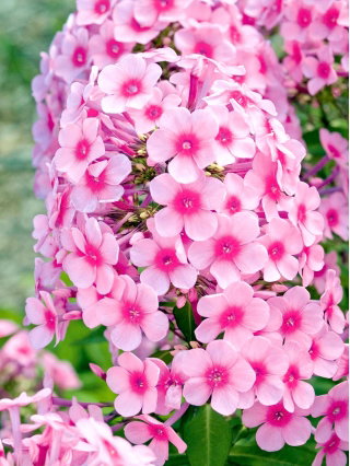 Floks (Phlox) - Płomyk wiechowaty - Neon Flare - GIGA paczka! - 50 szt.