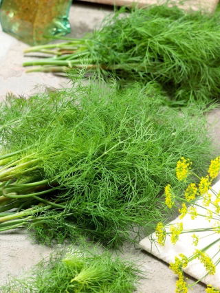 Koper ogrodowy Moravan - duże opakowanie - 500 gram