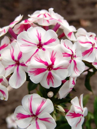 Floks (Phlox) - Płomyk wiechowaty - Twister - duża paczka! - 10 szt.