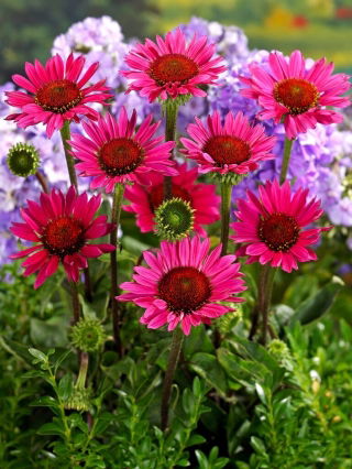 Jeżówka purpurowa - Vintage Wine - GIGA paczka! - 50 szt.