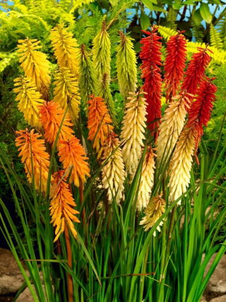 Kniphofia mix - duża paczka! - 10 szt.