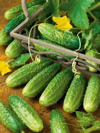 Ogórek Atomic F1 - profesjonalny, gruntowy, do kwaszenia i konserwowania, odporny i bardzo plenny - 25 nasion
