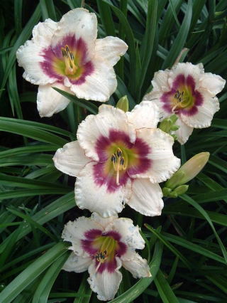 Liliowiec Blueberry Candy - duża paczka! - 10 szt.