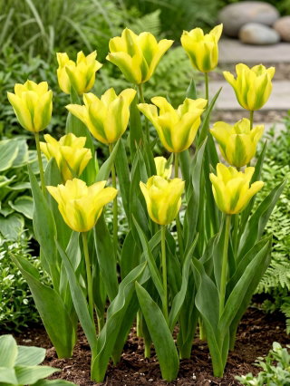 Tulipan Formosa - GIGA paczka! - 250 szt.
