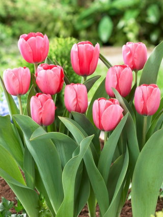 Tulipan Pink Impression - 5 cebulek