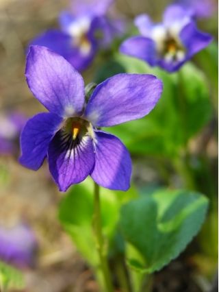 Fiołek Wonny ( Viola Odorata ) - 120 nasion