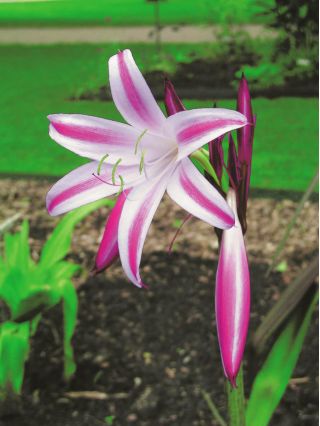 Crinum Cintho Alfa - Krynia paskowana - 1 cebula