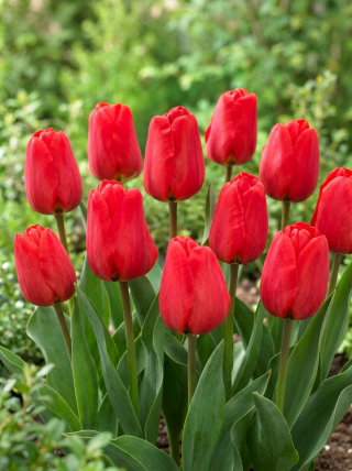 Tulipan Apeldoorn - 5 cebulek