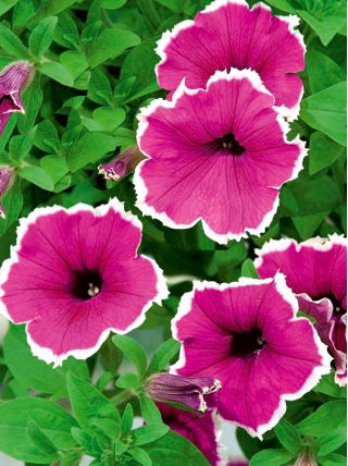 Petunia ogrodowa Iluzja - różowa - 400 nasion