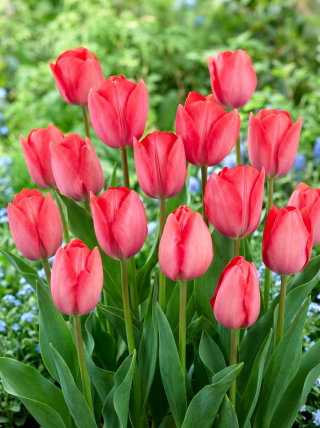 Tulipan Van Eijk - 5 cebulek