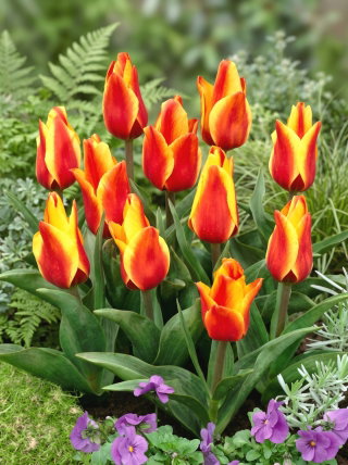Tulipan Cape Cod  - 5 cebulek