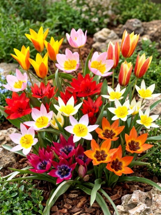 Tulipan botaniczny - niski - mix kolorów - duża paczka! - 50 szt.