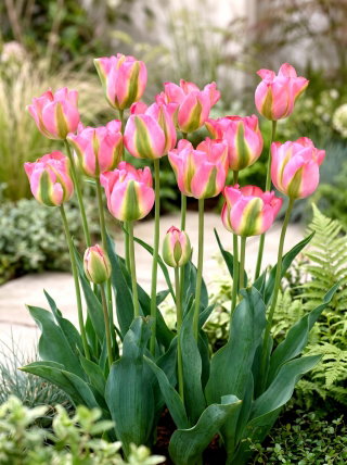 Tulipan Groenland - duża paczka! - 50 szt.