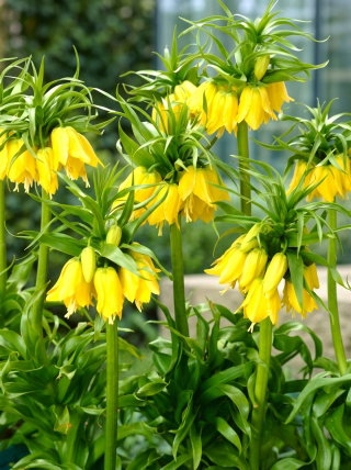 Korona cesarska żółta - Lutea Maxima - 1 cebula