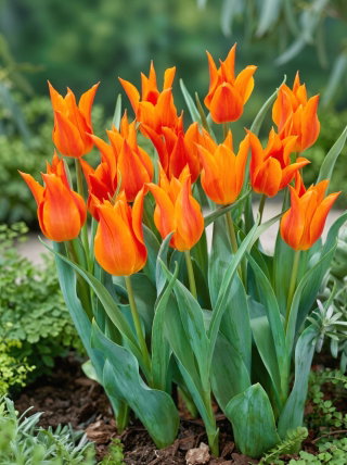 Tulipan liliokształtny pomarańczowy - Lilyflowering orange - 5 szt.