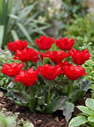Tulipan Double Red Riding Hood - GIGA paczka! - 250 cebulek