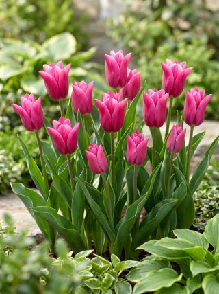 Tulipan Lilyrosa - 5 cebulek
