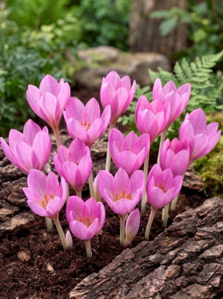 Krokus Jesienny Zonatus - GIGA paczka! - 500 szt.