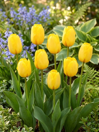Tulipan Golden Apeldoorn - 5 cebulek