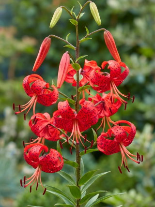 Lilia tygrysia - Red Tiger - 1 cebula