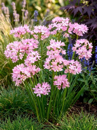 Czosnek różowy - Allium roseum - 20 cebulek