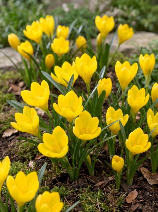 Sternbergia - Żółty zimowit - GIGA paczka! - 50 szt.