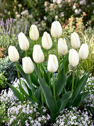 Tulipan Hakuun - mieszaniec Darwina - 5 cebulek