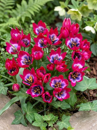 Tulipan Little Beauty - opak. 5 szt.