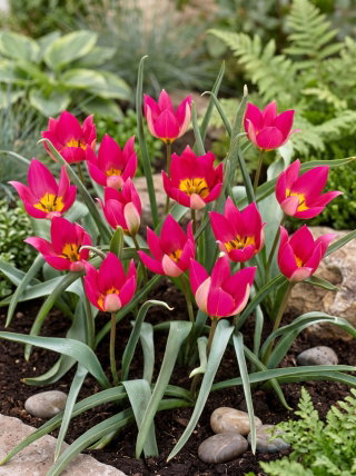 Tulipan Persian Pearl - GIGA paczka! - 250 szt.