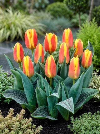 Tulipan niski czerwono-żółty - Greigii red-yellow - duża paczka! - 50 szt.