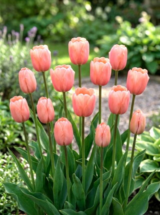 Tulipan morelowy - Apricot - 5 szt.