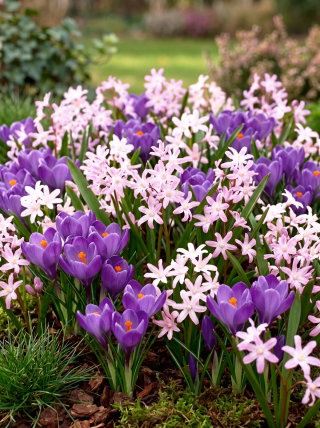 Zestaw krokus fioletowy i śnieżnik różowy - 100 szt.