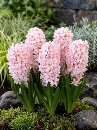 Hiacynt China Pink - duża paczka! - 30 szt.