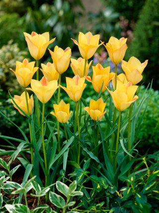 Tulipan Batalinii Bronze Charm - 5 szt.