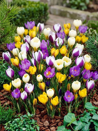 Krokus Botaniczny - mix - GIGA paczka! - 500 szt.