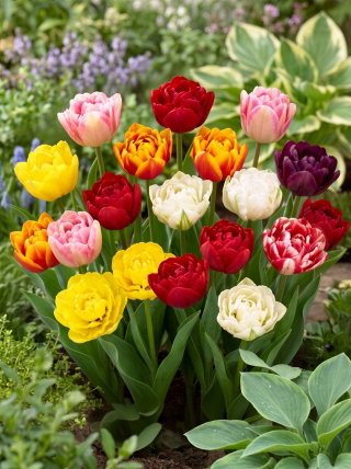 Tulipan pełny mix - Double mix - GIGA paczka! - 250 szt.
