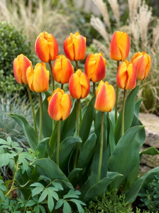 Tulipan Oxford Wonder - 5 szt.