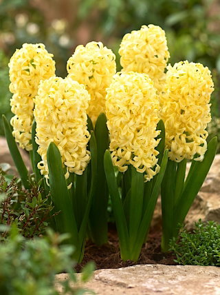 Hiacynt Yellow Queen - 3 szt.